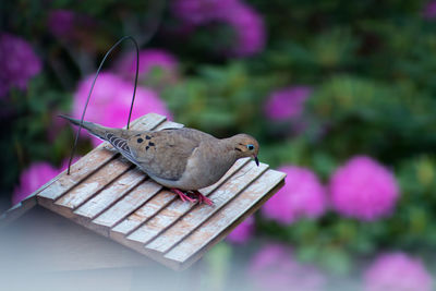 Close-up of bird perching on pink flower