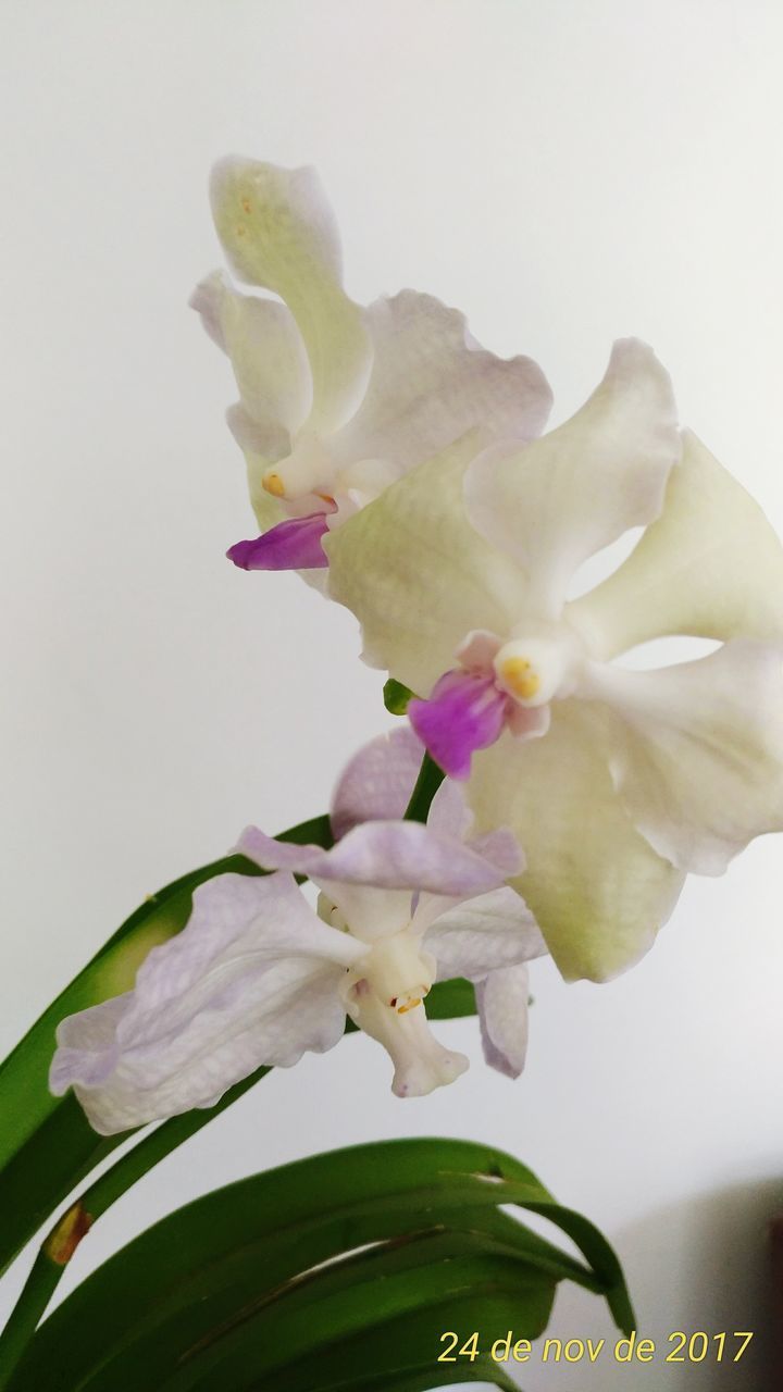 CLOSE-UP OF FLOWERS