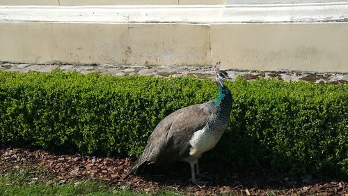 Bird perching on a wall