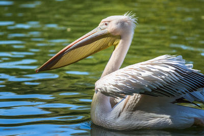 Close-up of pelican swimming in lake