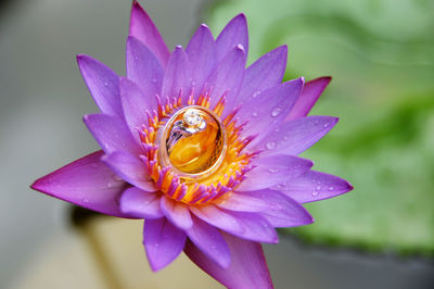 Close-up of purple flower blooming outdoors