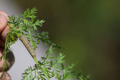 Close-up of hand holding plant