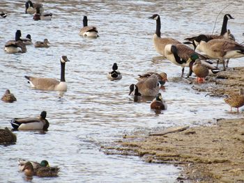 Ducks in a lake