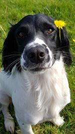 Close-up portrait of a dog