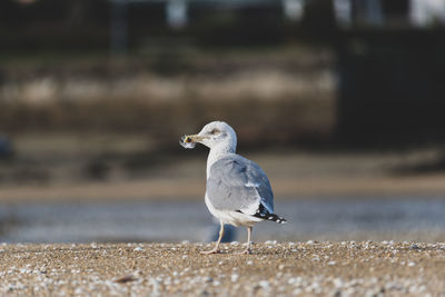 Close-up of seagull perching on sand