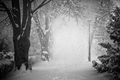 Trees on snow covered landscape during winter