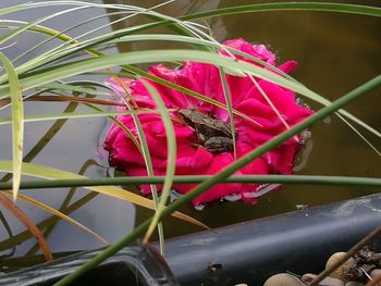 Close-up of pink flowers