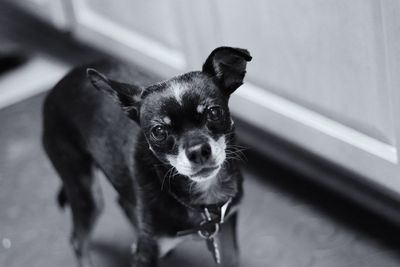 Portrait of dog at home