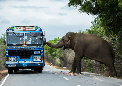 Side view of elephant on road against sky