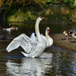 Swans swimming in lake