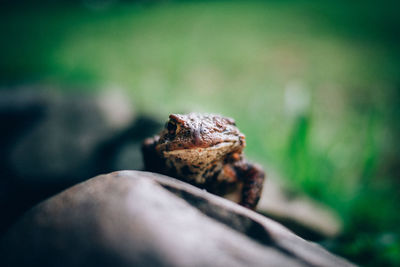 Close-up of lizard on rock