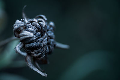 close-up