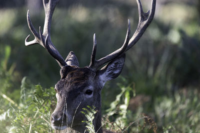 Close-up of stag in the wild