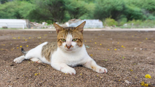 Portrait of a cat resting on field
