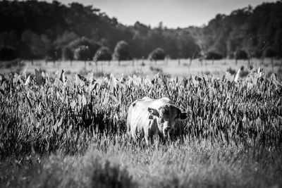 Cows on field against sky