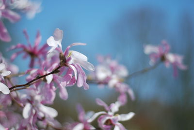 Close-up of pink cherry blossoms