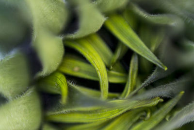 Close-up of succulent plant
