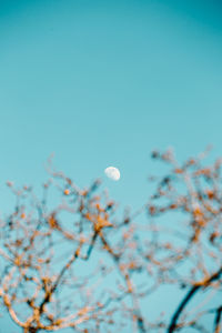 Low angle view of cherry blossom against blue sky