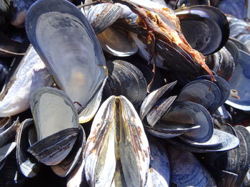 High angle view of fish for sale at market