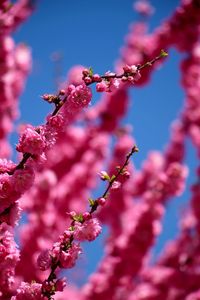 Close-up of cherry blossoms