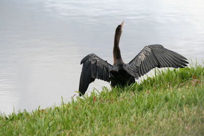 Bird on grass by water