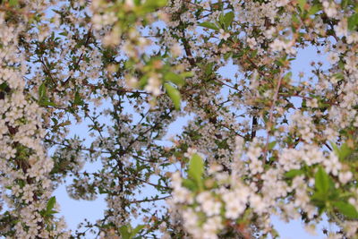 Low angle view of white flowering tree