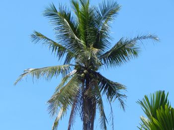 Low angle view of palm tree against clear blue sky