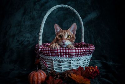 Portrait of cat in basket