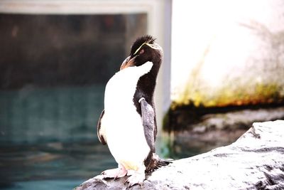 Close-up of bird perching outdoors