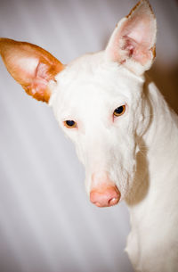 Close-up portrait of white