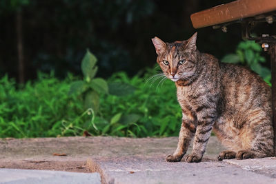 Portrait of cat sitting on footpath