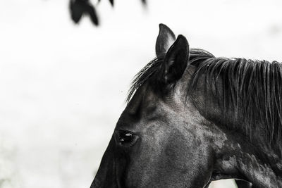 Close-up of horse against blurred background