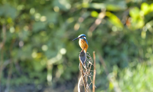 Close up of bird perching on a branch