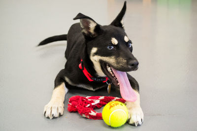 Close-up portrait of dog with tennis ball relaxing on floor at home