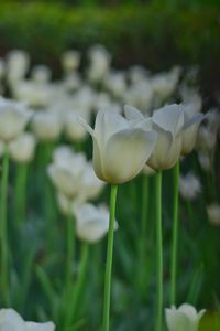 Close-up of white flowering plant