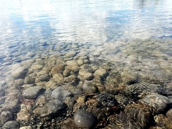 High angle view of turtle in sea