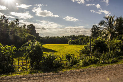 Scenic view of field against sky