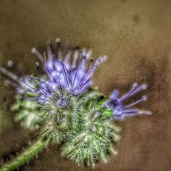 Close-up of purple flowers