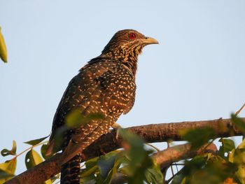 Low angle view of eagle perching on tree against sky