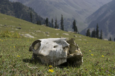 View of animal skull on field