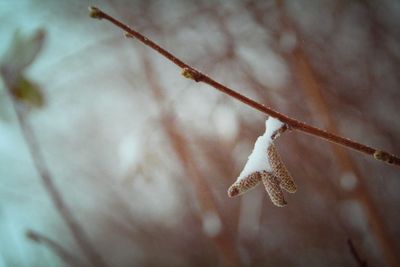 Close-up of frozen plant