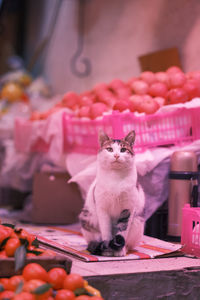 Cat sitting on table at market