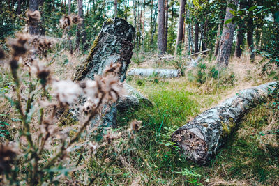 Cat on field in forest