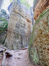 Close-up of tree trunk against rocks in forest