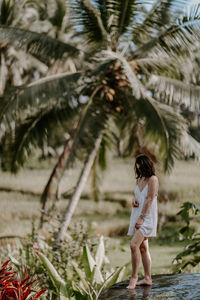 palm tree