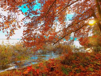 Trees in forest during autumn