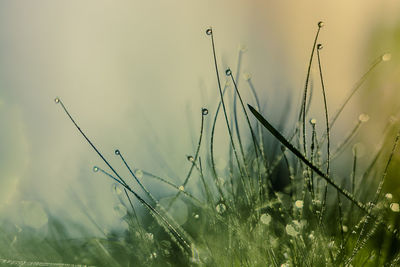 Close-up of grass on field