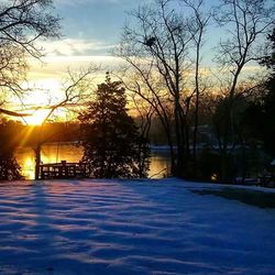 Bare trees at sunset