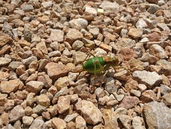 Close-up of insect