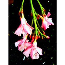 Close-up of pink flowers